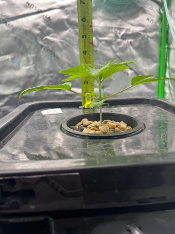 2nd grow — vegetative, day 19