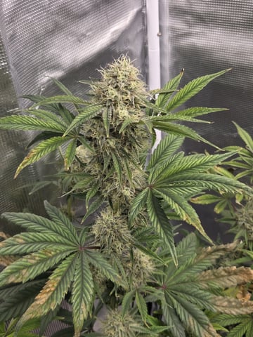 Autoflower NIGHT OWL