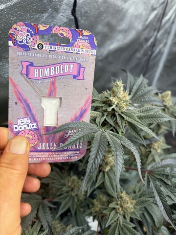 Humboldt, Hella Jelly. Jelly Donut  — flower, day 91