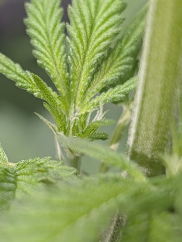 B E A utiful  — flower, day 65