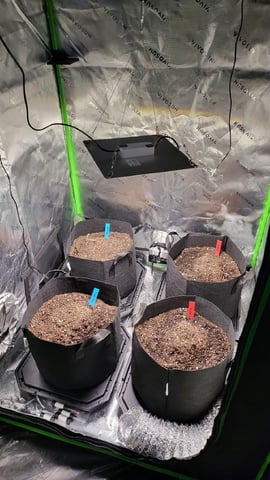 First attempt at planting some seeds — seedling_rooting, day 17