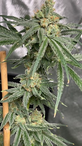 Current Grow