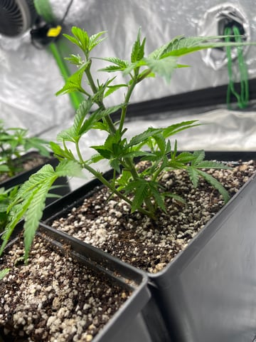 Clones GodFather OG Clones — vegetative, day 12