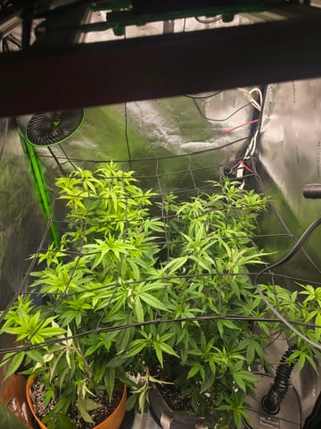 MAIN ROOM — flower, day 23