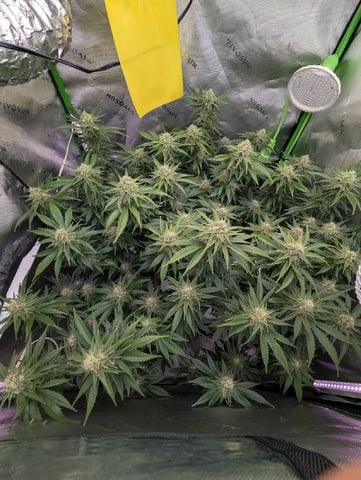 Golden Goat — flower, day 21