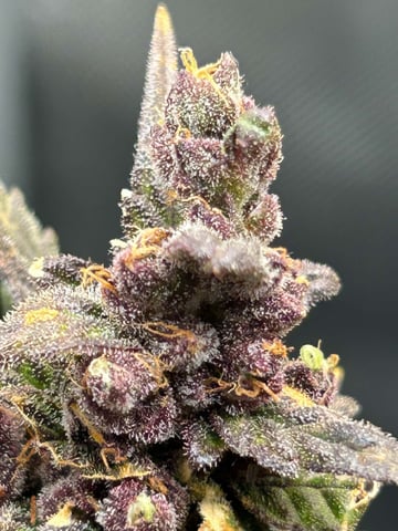 Vanna's Vanilla — auto, day 89