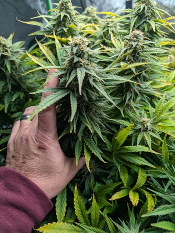 First Legal Grow — flower, day 125