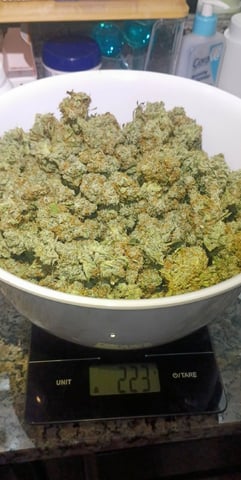 gorilla cookies  — flower, day 65