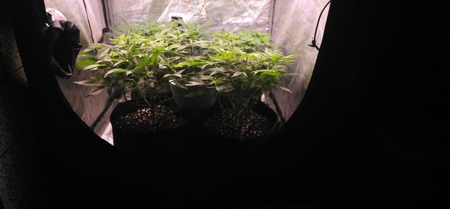 Cookies Usa — flower, day 60