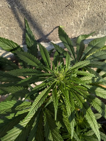 October Start — flower, day 89