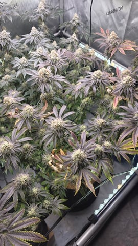 ethos genetics  — flower, day 114