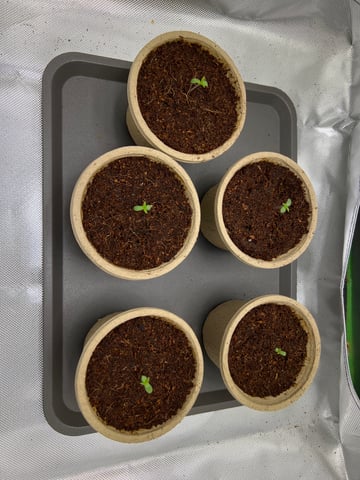 Lemon Power Haze — germination, day 5