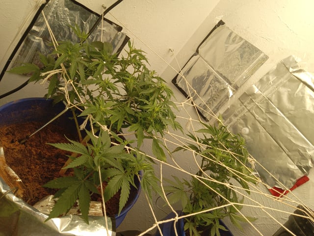 closet grow for veg with a.c infinity air intake fan .With no carbon filter just suction,and spider farmer sf 7000.Then a spider farmer sf tent 4×4×6.5with a G1500 l.e.d from spiderfarmer and spider farmer 6inch clip oscalating fan. — flower, day 29