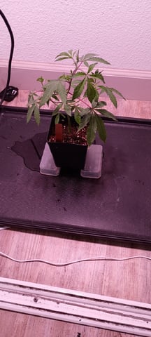 FKAFL — vegetative, day 7