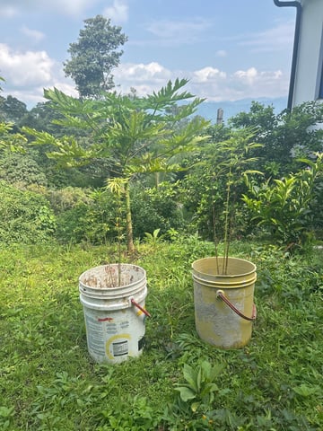 Flora — grow_setup, day 2