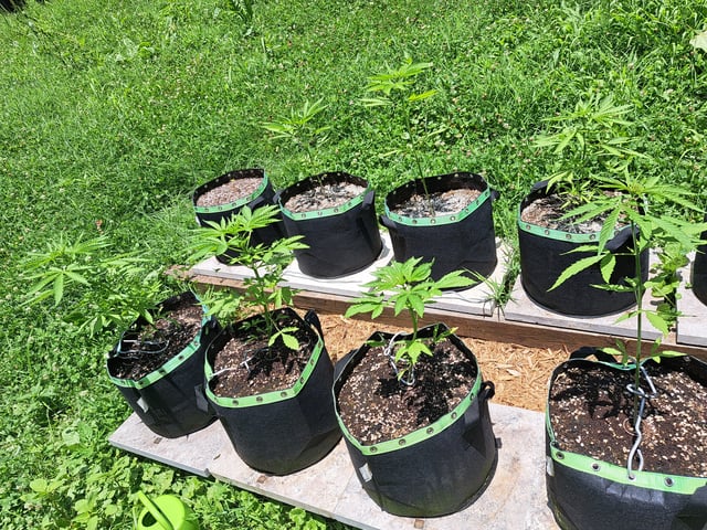 Bucket List Grow #2 — vegetative, day 35