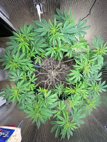 Gelly Mama and Sugar Tree — flower, day 176