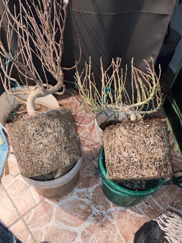 b45 and White widow  — done, day 19