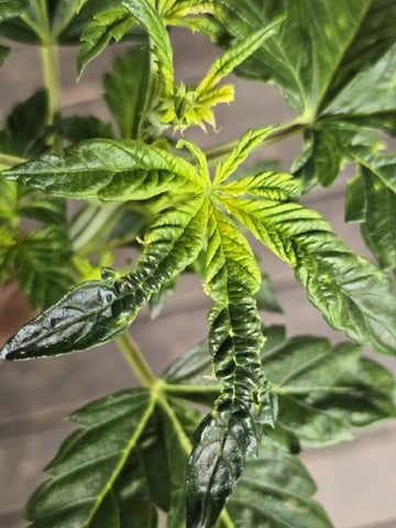 Autos AGAIN — vegetative, day 27