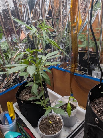 Mendo Frost / Gorilla Cookie / Banana Purple Punch  — vegetative, day 23