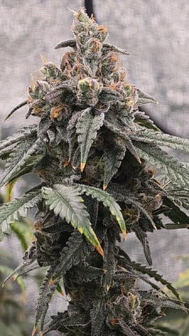 Oceanz 16 — flower, day 160