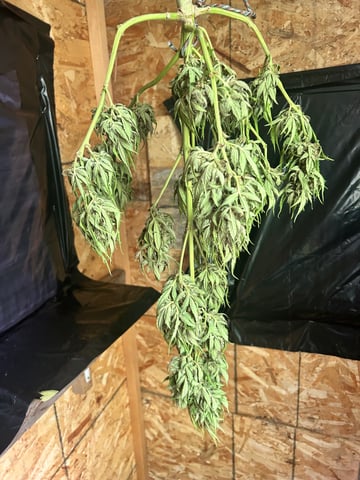 First ever grow — harvest, day 93