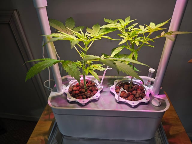 1st Grow — vegetative, day 27