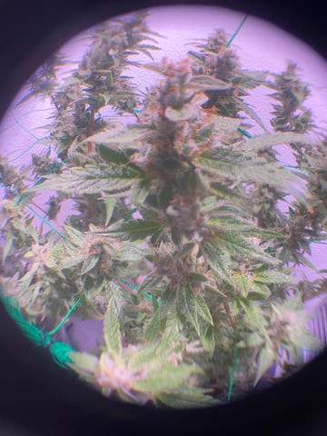 pineapple Express  — flower, day 40