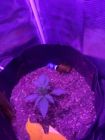 RQ Special Queen  — vegetative, day 1