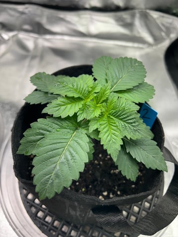 lil blue — seedling_rooting, day 12