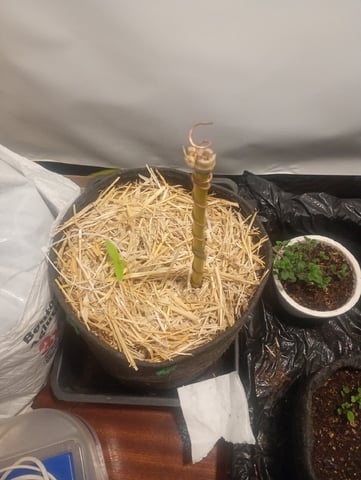 Tia Maria — auto, day 15