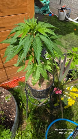 Canadian Summer Outdoor — vegetative, day 16