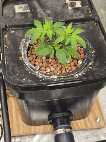 Dr. Sleep — vegetative, day 69