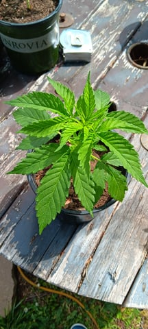 2025 — vegetative, day 1