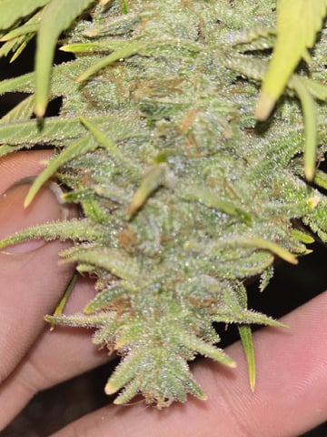 3rd Auto Grow — flower, day 113