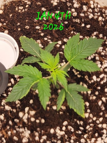 Dos Si Dos. Indica — seedling_rooting, day 10