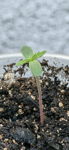 CzechsMex 2.0 — seedling_rooting, day 6