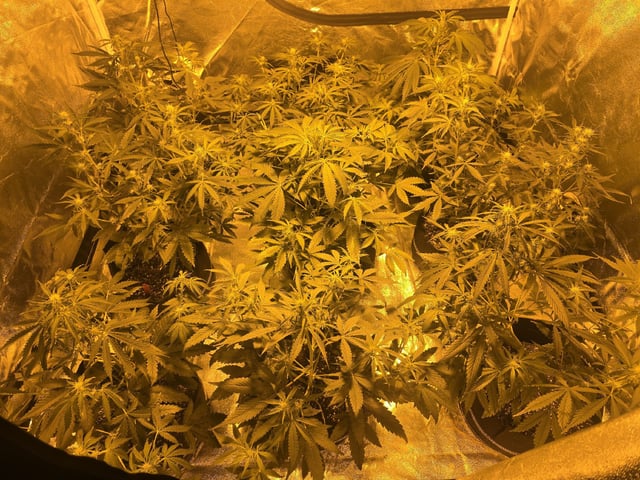 3rd Auto Grow — flower, day 60