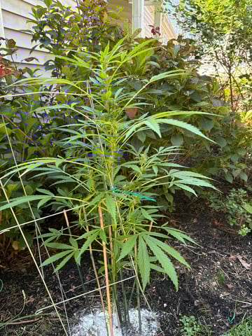 forgotten auto  — flower, day 1