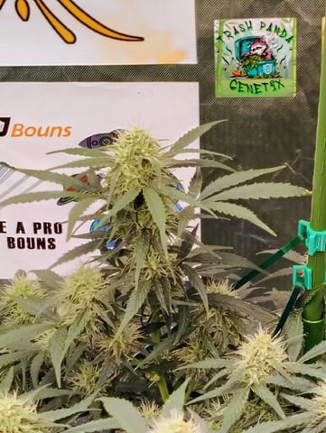 Beans For Days run — flower, day 68