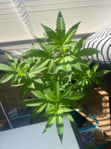 PeanutButter Cookies — vegetative, day 58