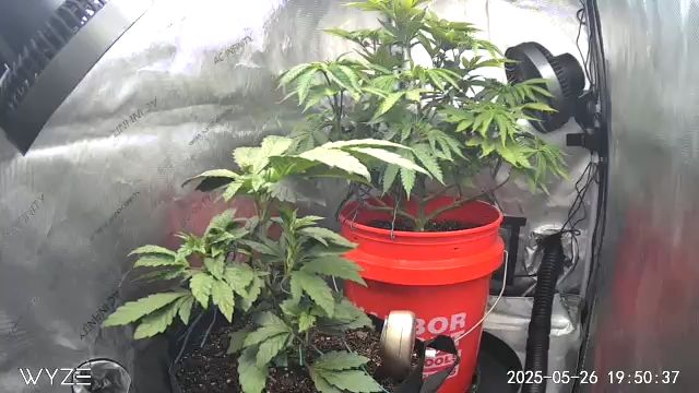 First Grow — vegetative, day 6