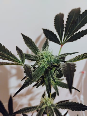 Started from clone 5/20 (Blood Diamond OG)  — flower, day 7