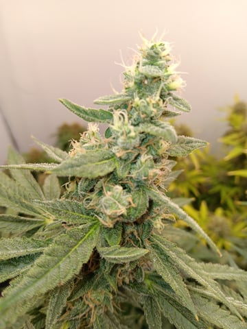 Indoor Closet Grow — flower, day 99