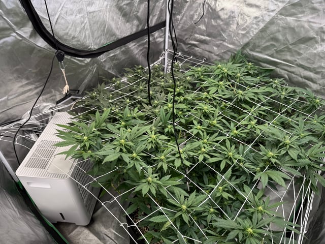 Green Gelato — flower, day 71