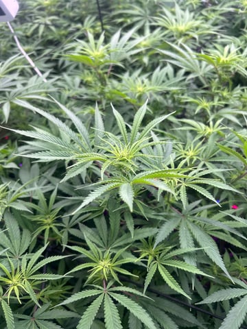 zunami s1 grounded genetics  — flower, day 50