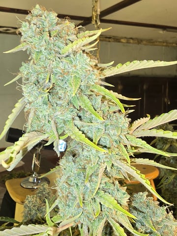 First Autoflower Indoor — flower, day 38