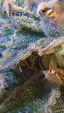 1st grow indoors(cardboard box to 2x2x4 to 5x5x6) — flower, day 138