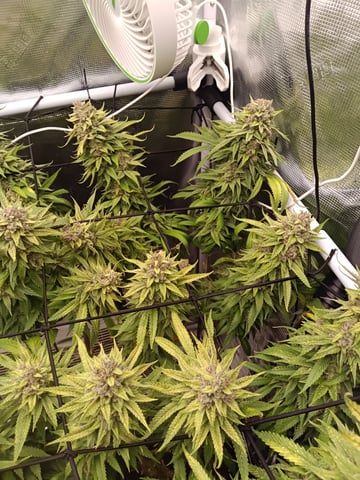 Starfighter/Ohio Guptilla Hybrid — flower, day 45