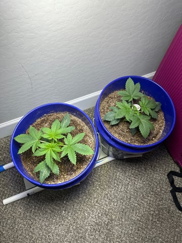 Grow#2 — seedling_rooting, day 12